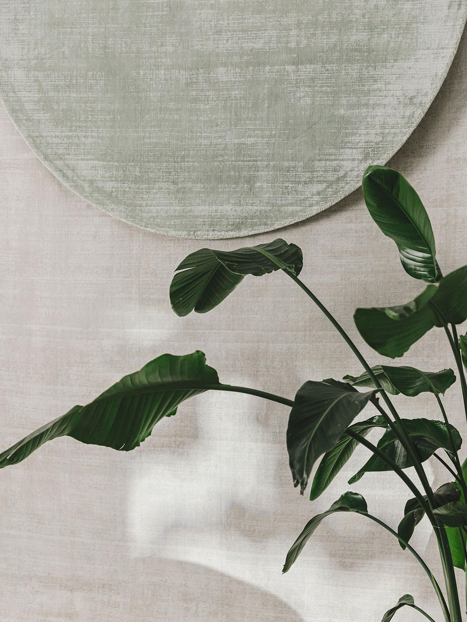 Tapis en 100% Viscose en Gris avec une pile de 6 - 10 mm de hauteur de benuta Pure
